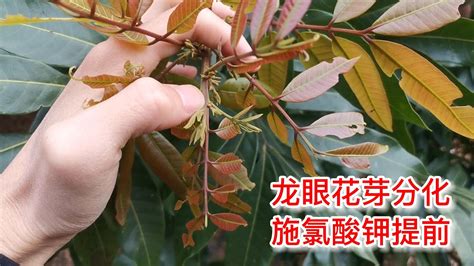 龍眼催花方法|龍眼催花時間和方法